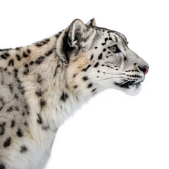 Naklejka premium A majestic snow leopards profile is captured in a stunning closeup shot, its fur detailed against a pristine white background, isolated on transparent background
