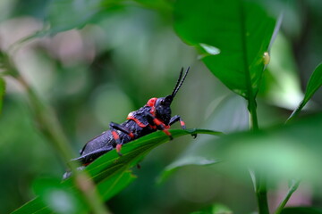 Colorful Insect in Botanical Garden