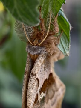 A stunning Polyphemus moth (Antheraea polyphemus) resting on a green leaf in natural daylight.