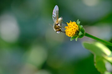 Insect Pollinating a Flower