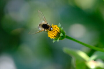 Insect Pollinating a Flower