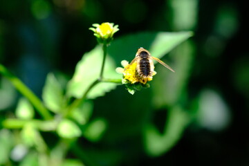 Bee on Yellow Flower