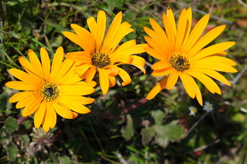 Wildflowers in Tienie Versfeld Nature Reserve