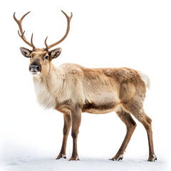 Fototapeta premium A majestic reindeer stands in the snow, isolated on transparent background, in a fullbody portrait