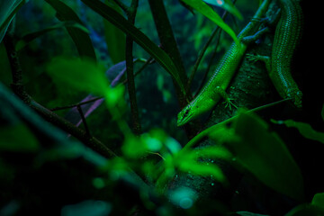 The emerald tree skink also known as Lamprolepis smaragdina.