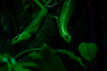 The emerald tree skink also known as Lamprolepis smaragdina.