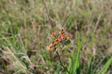 Wildflower in Tienie Versfeld Nature Reserve