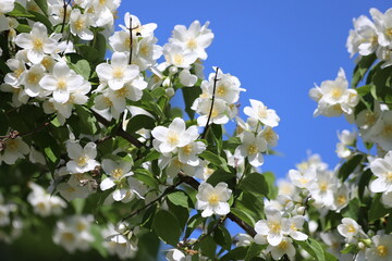 White flowers of Philadelphus. Sweet mock orange, English dogwood.