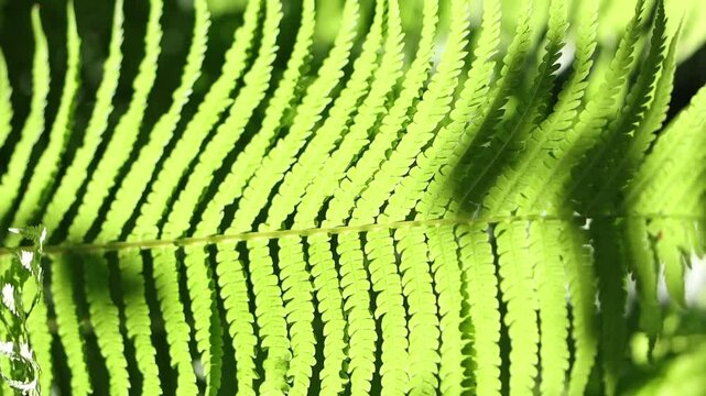 bright green leaves in the sunshine, green fern leaves glowing in the sun, large leaf blowing in the wind in bright sunshine, dark shadows, light shades of green