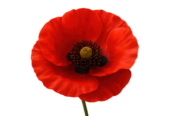 Red poppy flower blossoming, transparent backdrop highlighting delicate petals, symbolizing remembrance and natural beauty