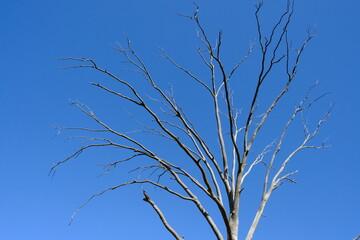 Bare Tree Against Blue Sky