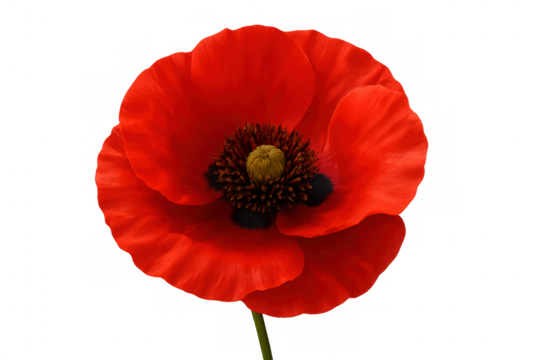 Red poppy flower blossoming, transparent backdrop highlighting delicate petals, symbolizing remembrance and natural beauty