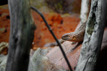 Little egernia posing for the camera.	
