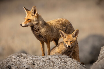 Two foxes are seen in a natural setting, one standing tall and alert while the other sits close by....