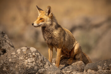 A golden fox rests atop a rocky area, enjoying the warm sunlight in a natural setting. The fox gazes attentively, showcasing its keen awareness of the surroundings.