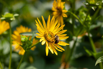 bee