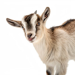 Fototapeta premium An adorable brown baby goat, isolated on transparent background, looks directly at the camera with a sweet expression in a closeup portrait