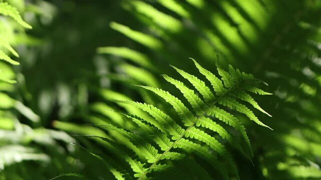 dark shadows, light shades of green, Polypodiopsida, bright green leaves in the sunshine, green fern leaves glowing in the sun, large leaf blowing in the wind in bright sunshine