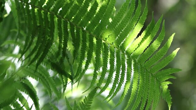 light shades of green on a big leaf, bright green leaves in the sunshine, green fern leaves glowing in the sun, large leaf blowing in the wind in bright sunshine, dark shadows