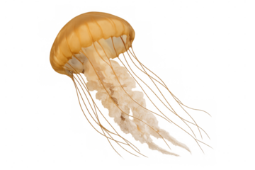 Translucent orange jellyfish drifting languidly, vibrant hues silhouetted against deep blue underwater environment