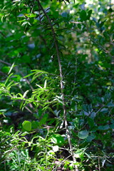 Green Foliage in Pretoria National Botanical Gardens