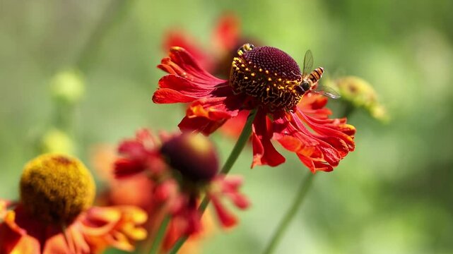 Common sunflower blowing in the wind, insects on bright red large flowers, hoverflies on dark red Helenium autumnale in full bloom, purple petals, insects flying in the background