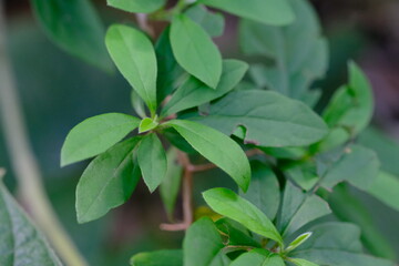 Green Plant in Pretoria National Botanical Gardens