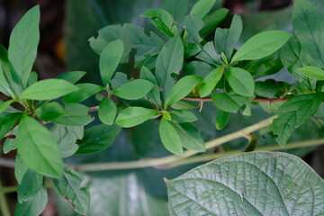 Leafy Plant in Pretoria National Botanical Gardens