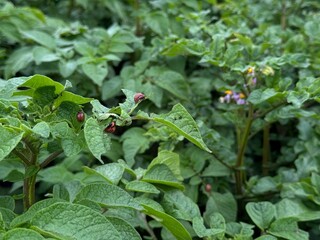 Colorado potato beetle larvae on eaten away potato leaf. Close-up. An illustration about protecting...