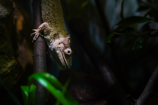 Western bearded anole or Cuban false chameleon also known as Anolis barbatus.