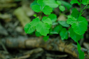 Herbaceous Plant in Pretoria National Botanical Gardens