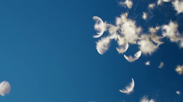 Beautiful white feathers slowly falling from the sky with blue sky and white puffy cloud background, purity and innocence abstract concept on a bright sunny day