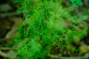 Green Foliage in Pretoria National Botanical Gardens