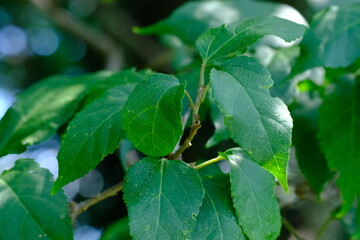 Leafy Plant in Pretoria National Botanical Gardens