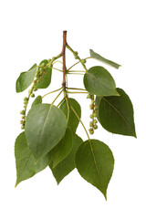 Branch of poplar with leaves and female inflorescences