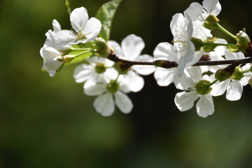 A blossoming apple tree in the garden, Sainte-Apolline, Québec, Canada
