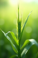 Fototapeta premium Vibrant Green Wheat Sprout in Sunlight Close up Nature Photography Rural Agricultural Scene