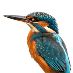 Obraz premium A vibrant kingfisher, isolated on transparent background, is shown in a detailed closeup profile view, showcasing its striking blue and orange plumage against a clean white backdrop