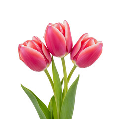 pink tulips isolated on white