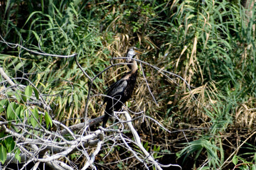 bird in the grass