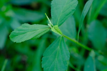 Green Herbaceous Plant