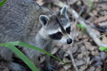 A wild raccoon in the forest
