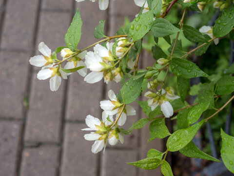 blooming jasmine with water drops in summer