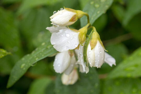 blooming jasmine with water drops close up