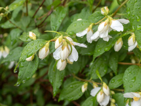 jasmine with water drops