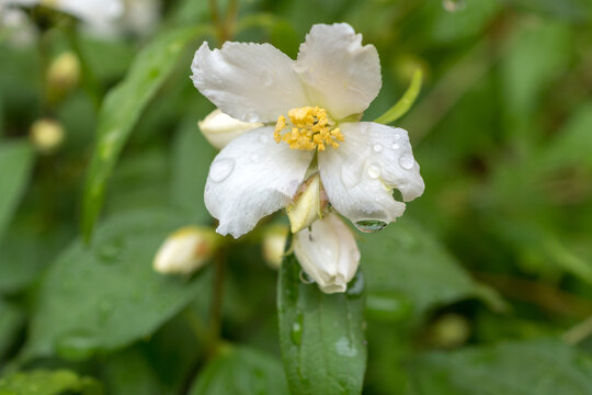 jasmine with water drops in summer close up