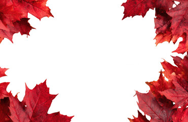 Red maple leaves on a white background with copy space for text, png, transparent