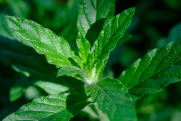 Mint Plant in Pretoria National Botanical Gardens