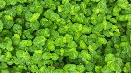 Closeup fresh mint leaves © Husein