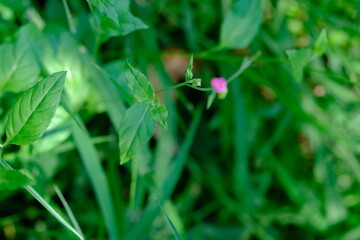 Wildflower in Pretoria National Botanical Gardens